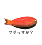 魚三昧ver7（個別スタンプ：13）