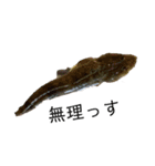 魚三昧ver7（個別スタンプ：14）
