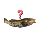 魚三昧ver7（個別スタンプ：16）