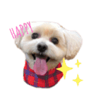 らんレオ（個別スタンプ：1）