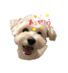 らんレオ（個別スタンプ：5）