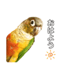 ウロコインコのもみじ②（個別スタンプ：1）
