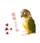 ウロコインコのもみじ②（個別スタンプ：4）