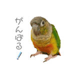 ウロコインコのもみじ②（個別スタンプ：5）