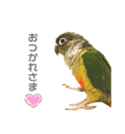 ウロコインコのもみじ②（個別スタンプ：6）