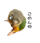 ウロコインコのもみじ②（個別スタンプ：8）