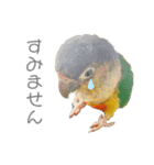 ウロコインコのもみじ②（個別スタンプ：9）