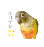 ウロコインコのもみじ②（個別スタンプ：10）