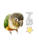 ウロコインコのもみじ②（個別スタンプ：11）