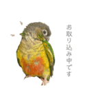 ウロコインコのもみじ②（個別スタンプ：12）