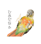 ウロコインコのもみじ②（個別スタンプ：13）