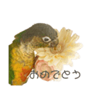ウロコインコのもみじ②（個別スタンプ：14）