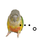 ウロコインコのもみじ②（個別スタンプ：15）
