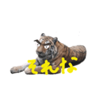 トラ君スタンプ（個別スタンプ：5）