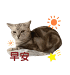 猫-FanFan X ミルク X Crystal（個別スタンプ：1）