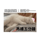 猫-FanFan X ミルク X Crystal（個別スタンプ：3）