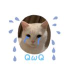 猫-FanFan X ミルク X Crystal（個別スタンプ：7）