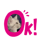 猫-FanFan X ミルク X Crystal（個別スタンプ：9）