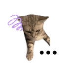 猫-FanFan X ミルク X Crystal（個別スタンプ：11）