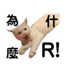 猫-FanFan X ミルク X Crystal（個別スタンプ：12）