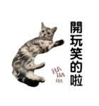 猫-FanFan X ミルク X Crystal（個別スタンプ：20）
