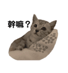 猫-FanFan X ミルク X Crystal（個別スタンプ：21）