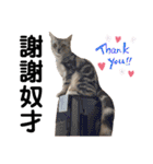 猫-FanFan X ミルク X Crystal（個別スタンプ：25）