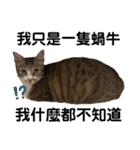 猫-FanFan X ミルク X Crystal（個別スタンプ：30）