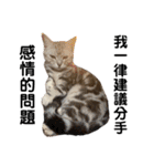 猫-FanFan X ミルク X Crystal（個別スタンプ：36）