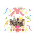猫-FanFan X ミルク X Crystal（個別スタンプ：38）