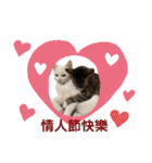 猫-FanFan X ミルク X Crystal（個別スタンプ：39）