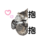 猫-FanFan X ミルク X Crystal（個別スタンプ：40）