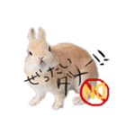 うさぎのてとまる。（個別スタンプ：1）