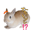 うさぎのてとまる。（個別スタンプ：2）