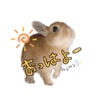 うさぎのてとまる。（個別スタンプ：3）