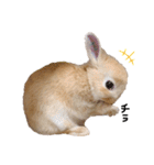 うさぎのてとまる。（個別スタンプ：4）