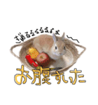 うさぎのてとまる。（個別スタンプ：7）