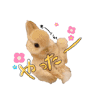 うさぎのてとまる。（個別スタンプ：8）