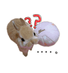 うさぎのてとまる。（個別スタンプ：11）