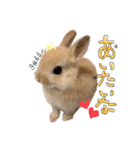 うさぎのてとまる。（個別スタンプ：12）