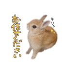 うさぎのてとまる。（個別スタンプ：20）