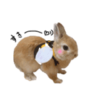 うさぎのてとまる。（個別スタンプ：21）