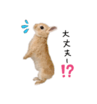 うさぎのてとまる。（個別スタンプ：24）