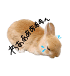 うさぎのてとまる。（個別スタンプ：26）