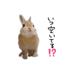 うさぎのてとまる。（個別スタンプ：27）