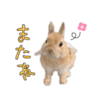 うさぎのてとまる。（個別スタンプ：28）