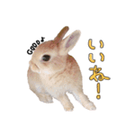 うさぎのてとまる。（個別スタンプ：29）