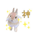 うさぎのてとまる。（個別スタンプ：31）