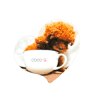 愛犬ココちゃんスタンプ♡（個別スタンプ：6）