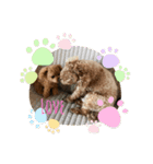 愛犬ココちゃんスタンプ♡（個別スタンプ：7）
